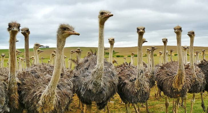 Diverse Bird Encounters
