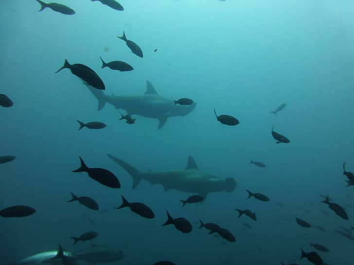 Hammerhead Shark Spectacle