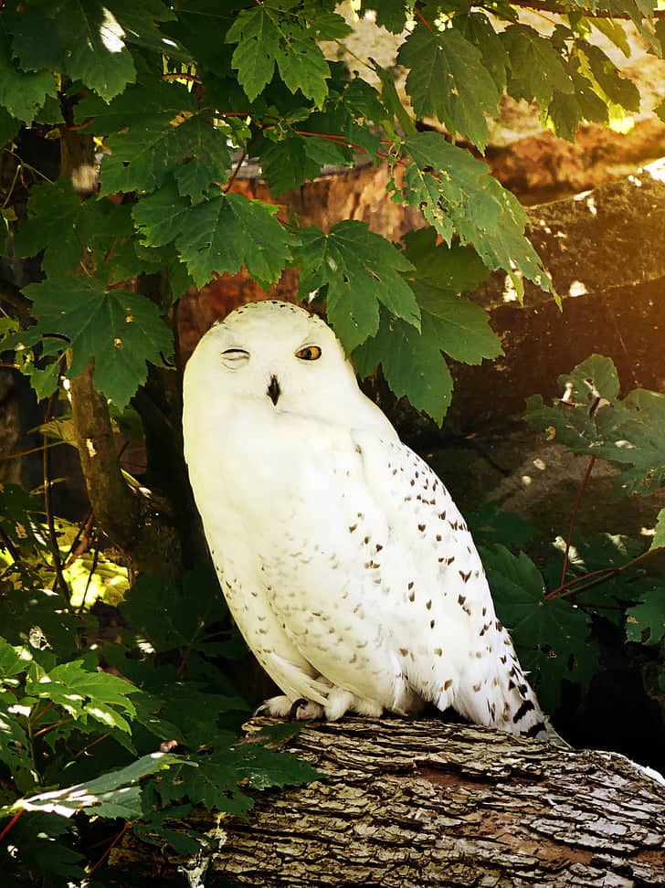Aviary Wonders