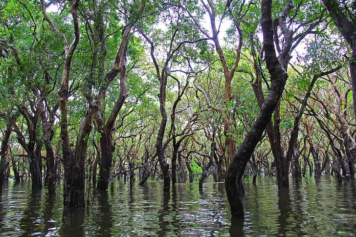 Mangrove Forests