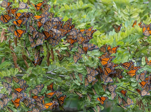 Monarch Butterfly Migration Spot