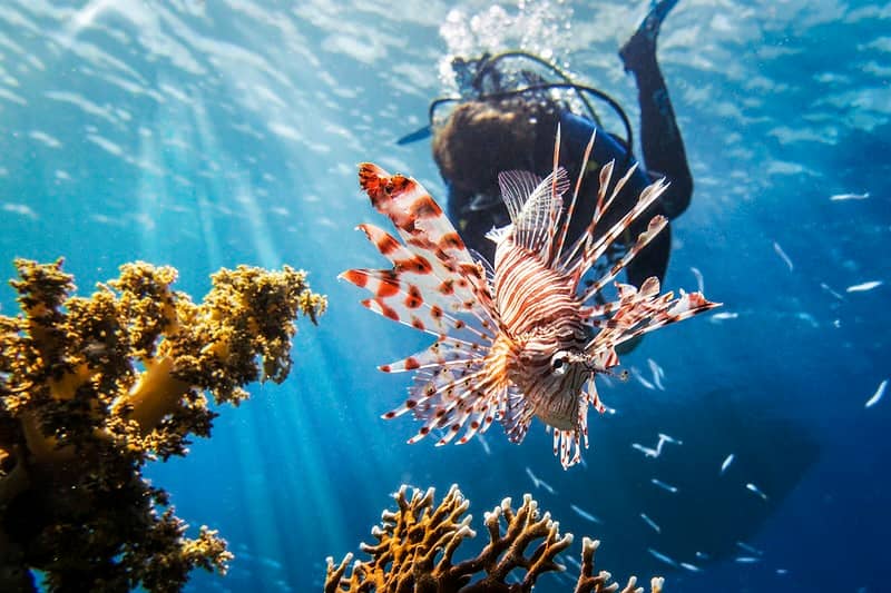 Vibrant Coral Reefs