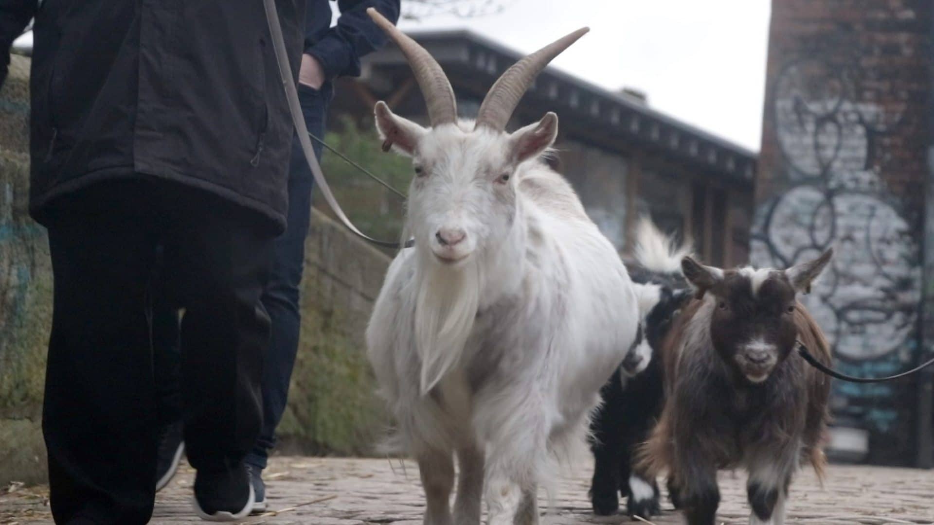 Goat Walking Adventures