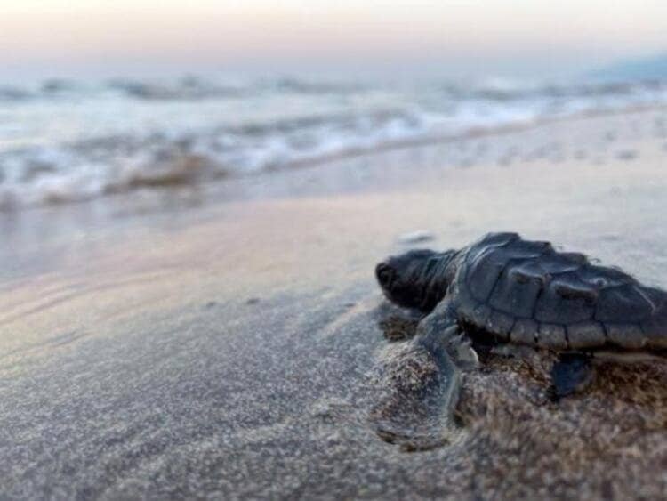Loggerhead Sea Turtle Nests