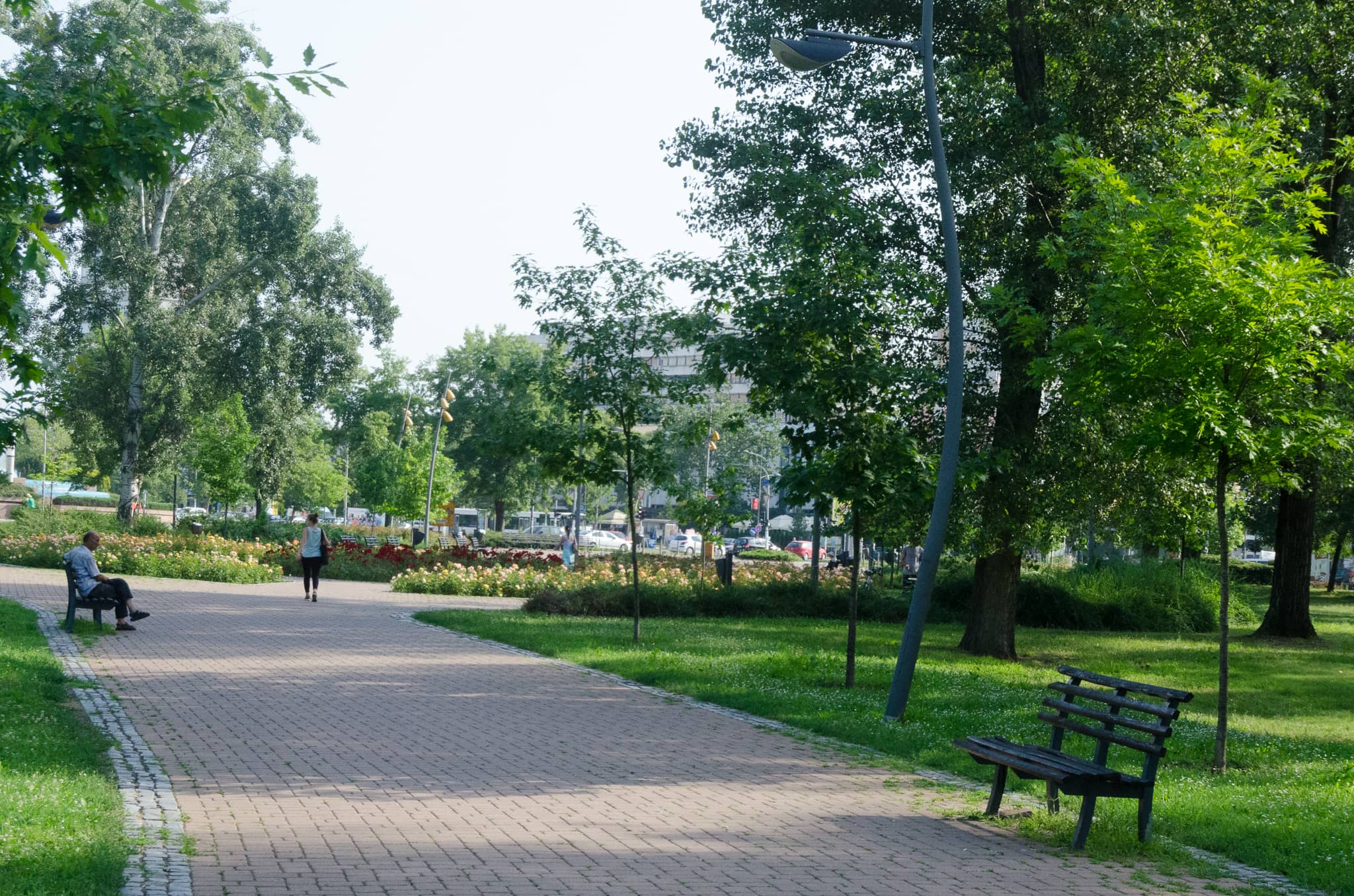 Tranquil Tree-Lined Paths