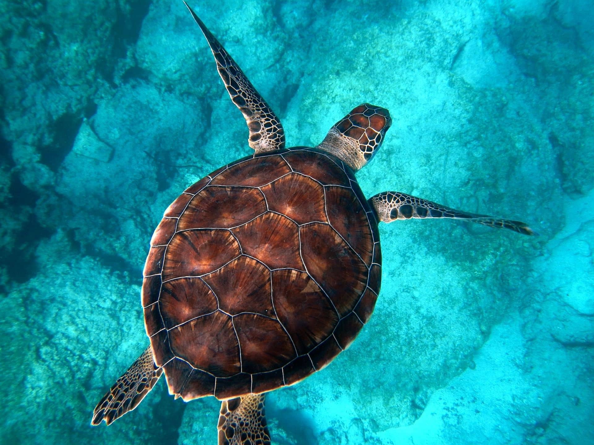 Sea Turtle Sightings