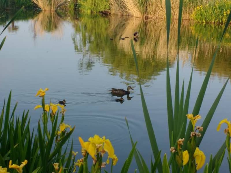 Duck Pond