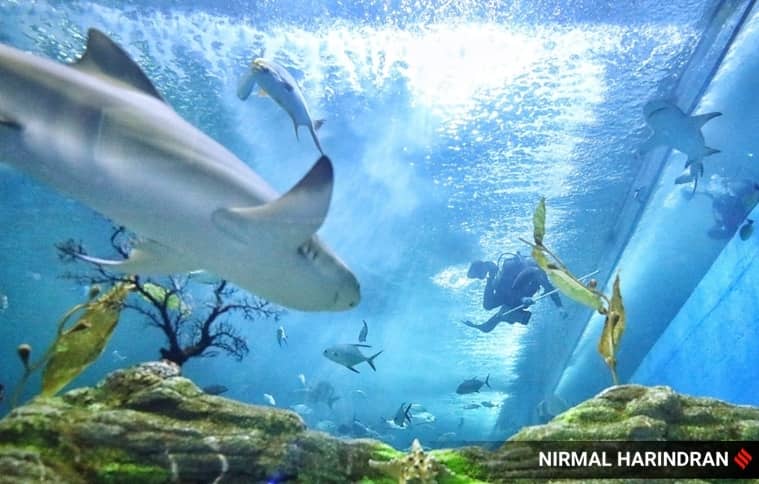 Diverse Aquatic Species
