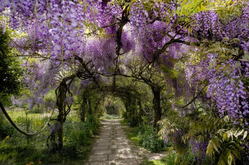 Plant Nursery & Sales