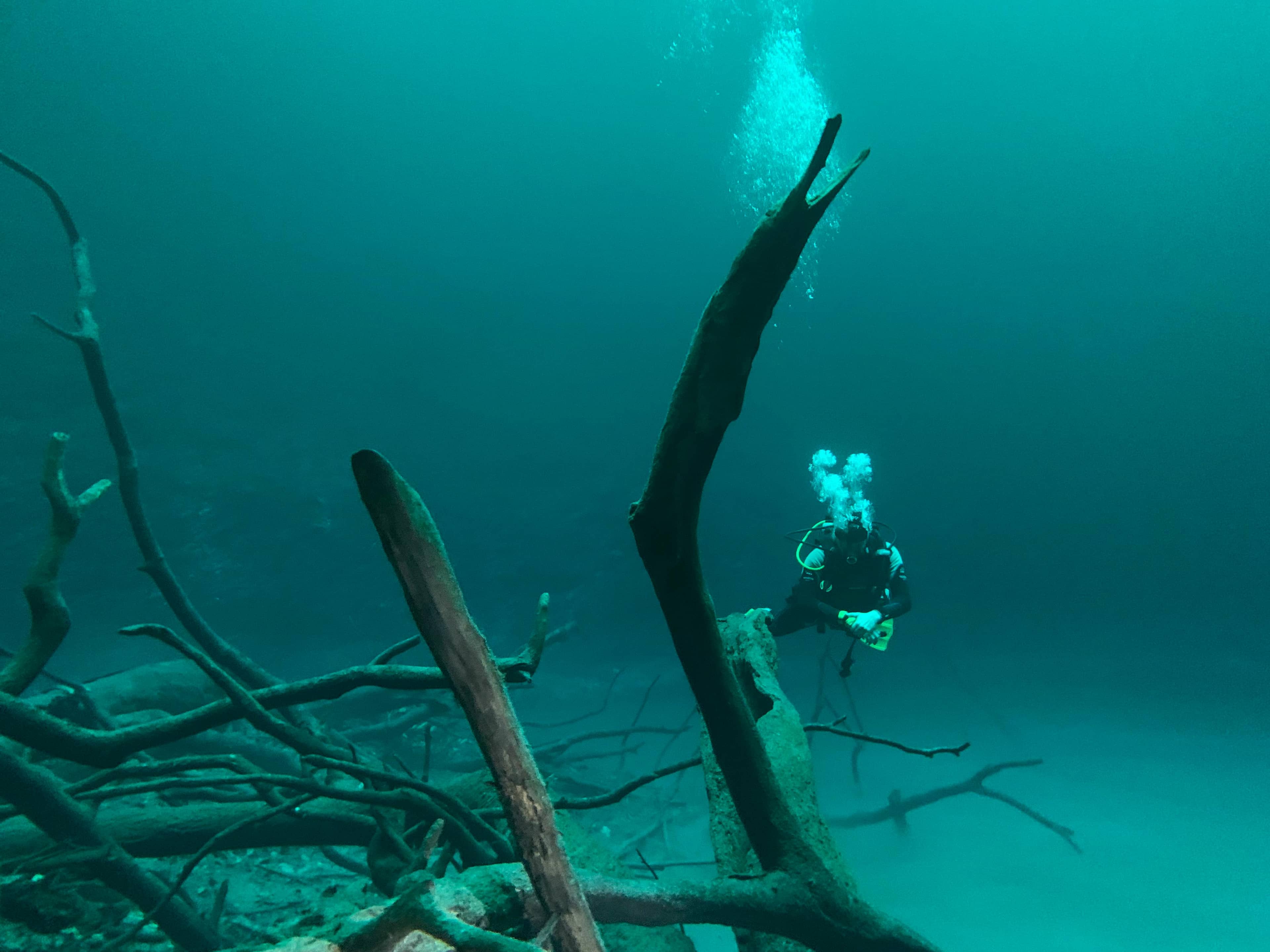 Submerged Forest