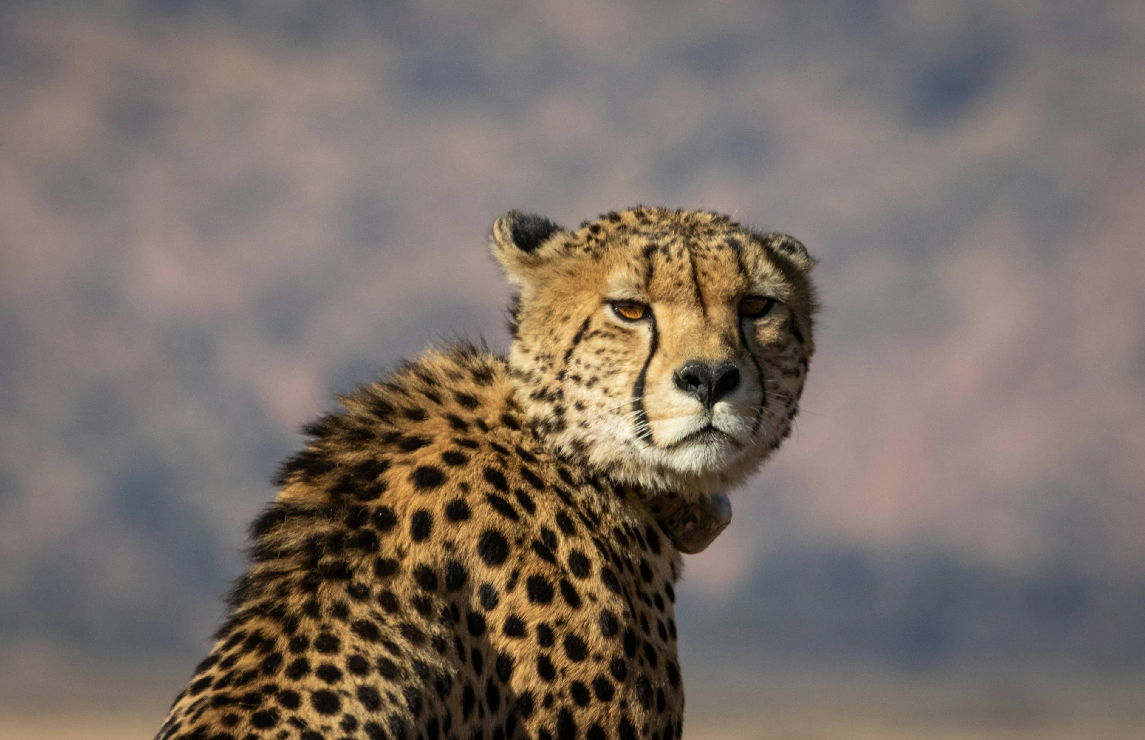 Meet Rescued Wildlife