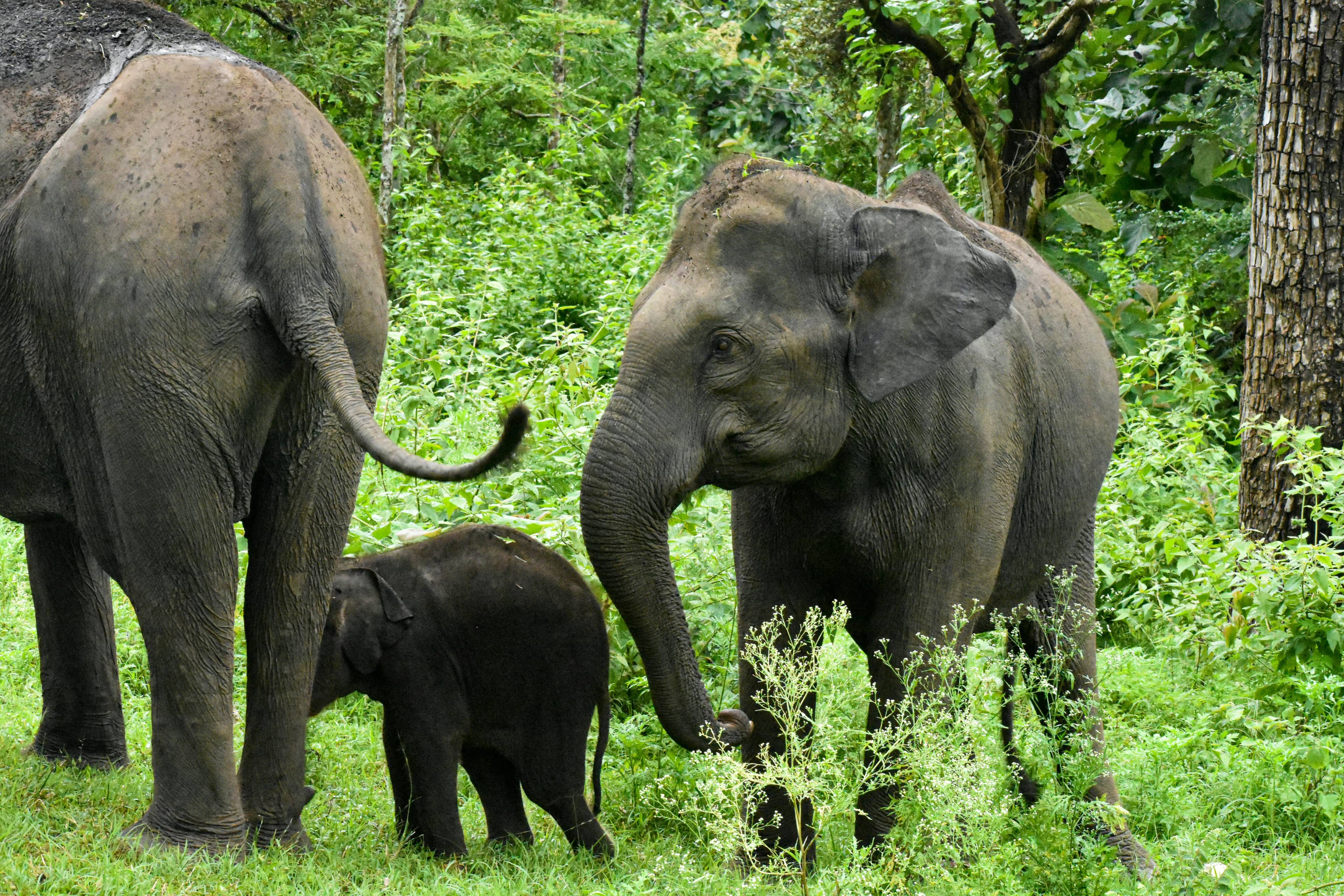 Observe Elephants in a Natural Habitat