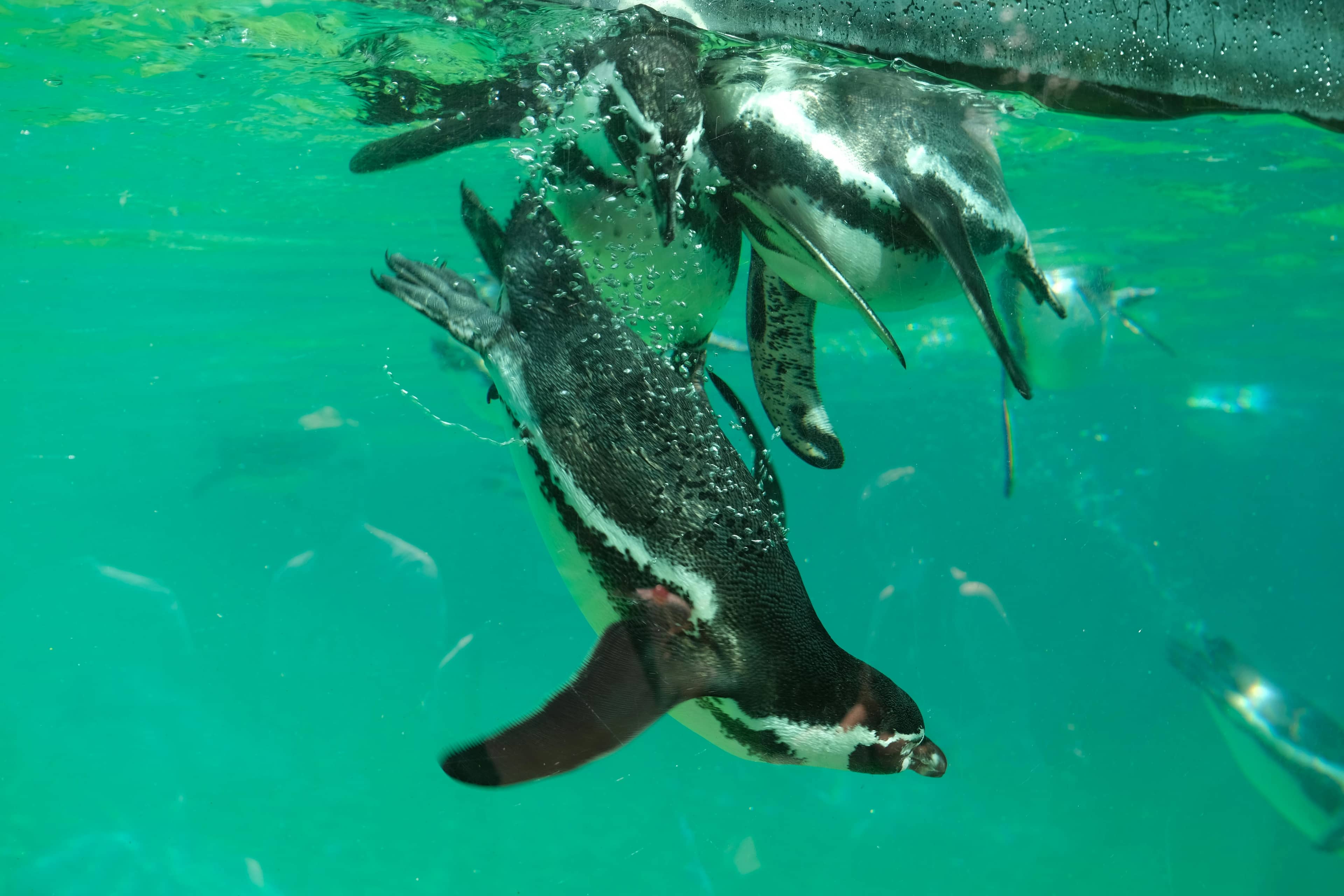 Penguin Parade
