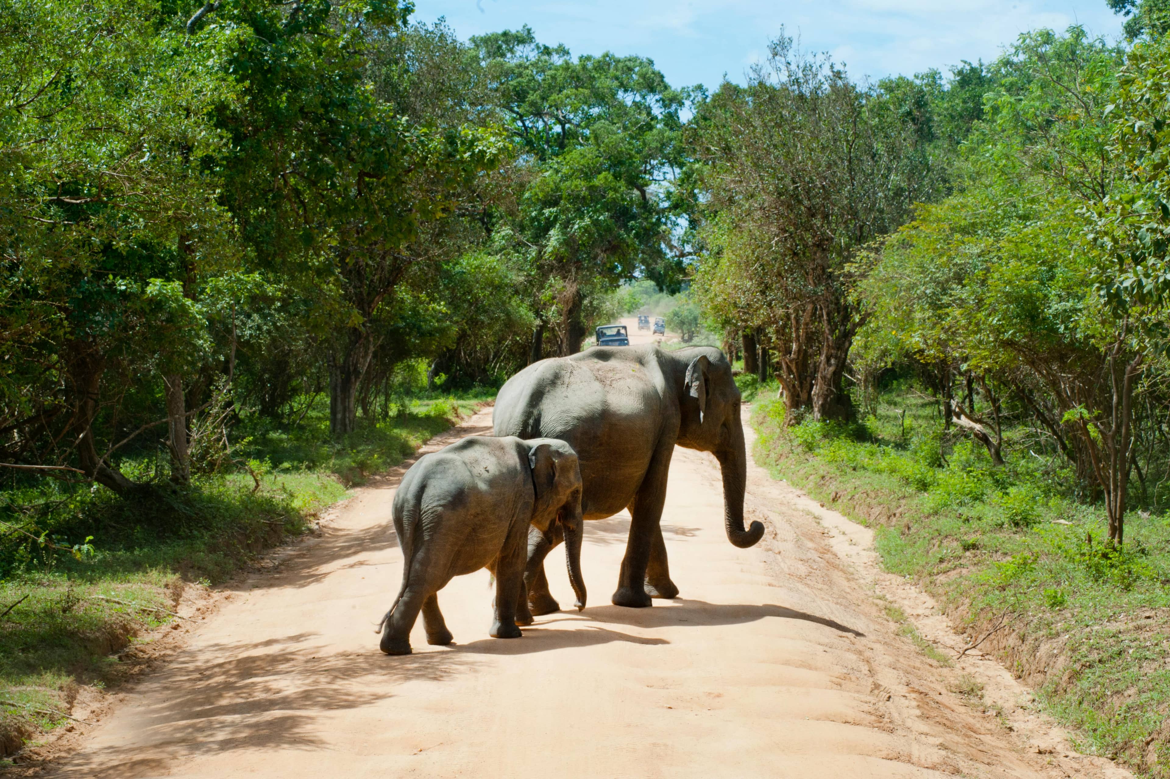 Jungle Walk and Habitat Observation