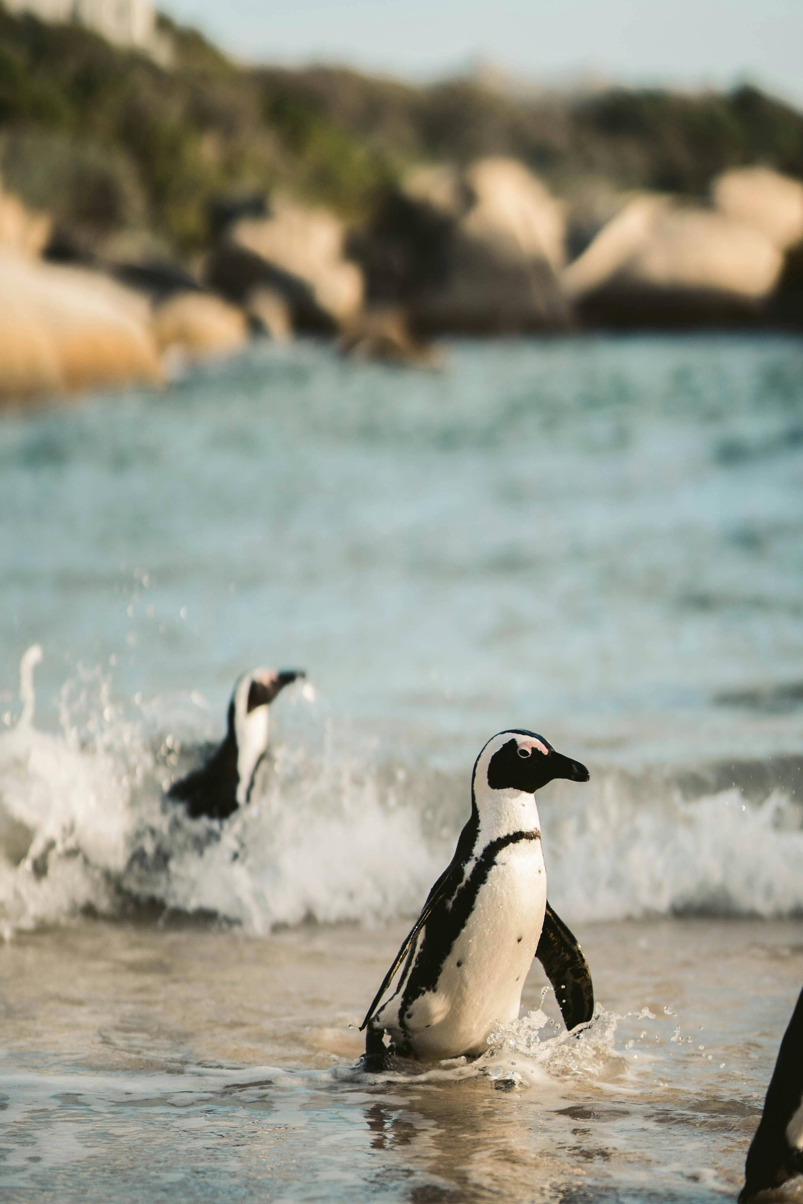 Swimming with Penguins