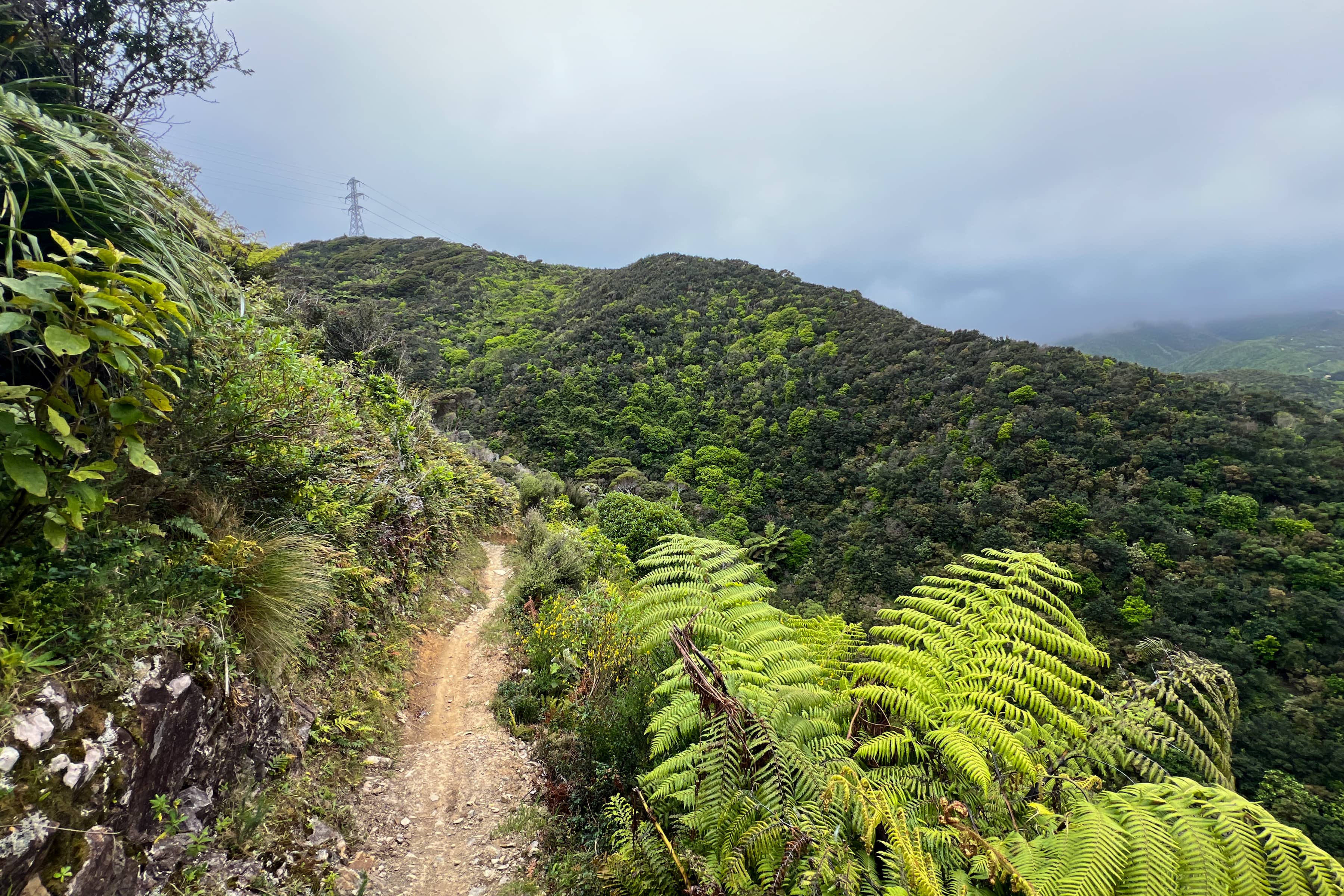 Native Bush Exploration