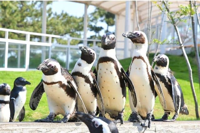 Penguin Exhibit