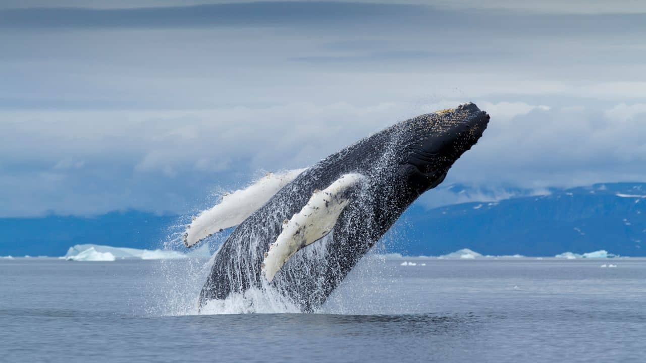 Whale Watching