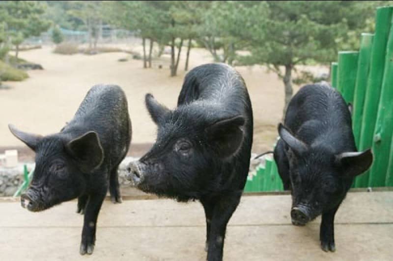 Black Pig Feeding