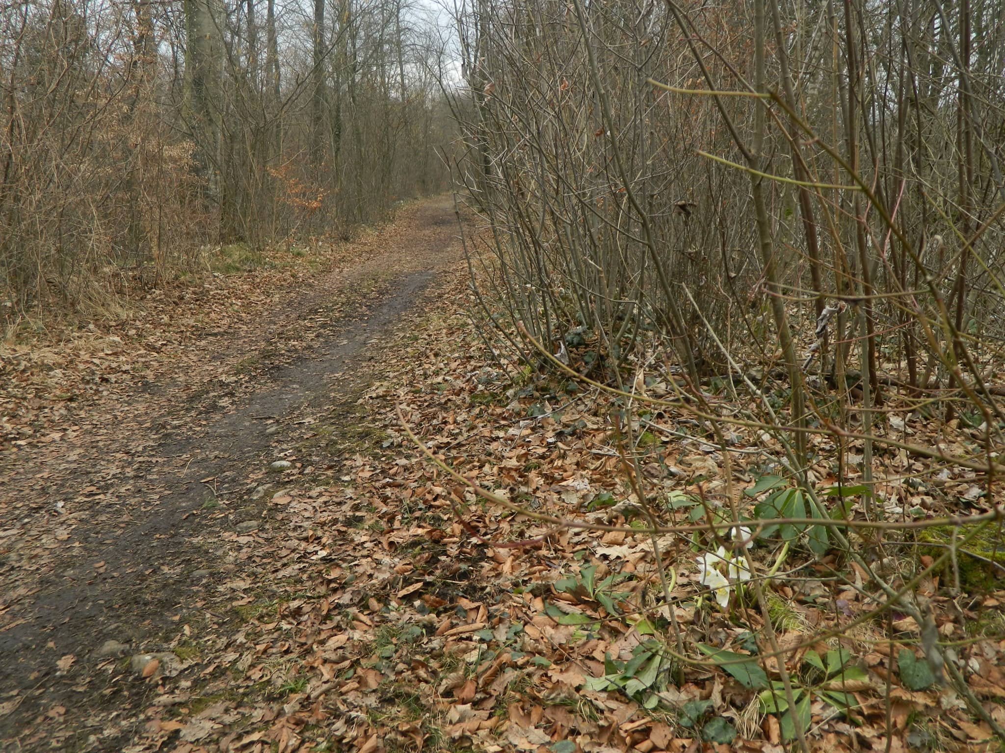 Gentle Walking Paths