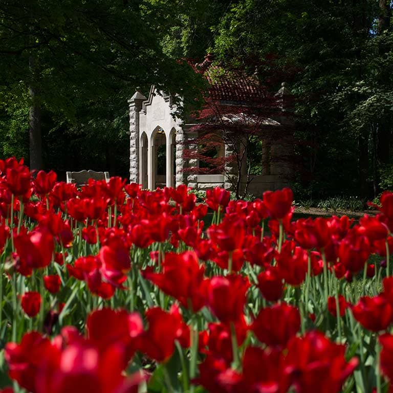 Blooming Roses