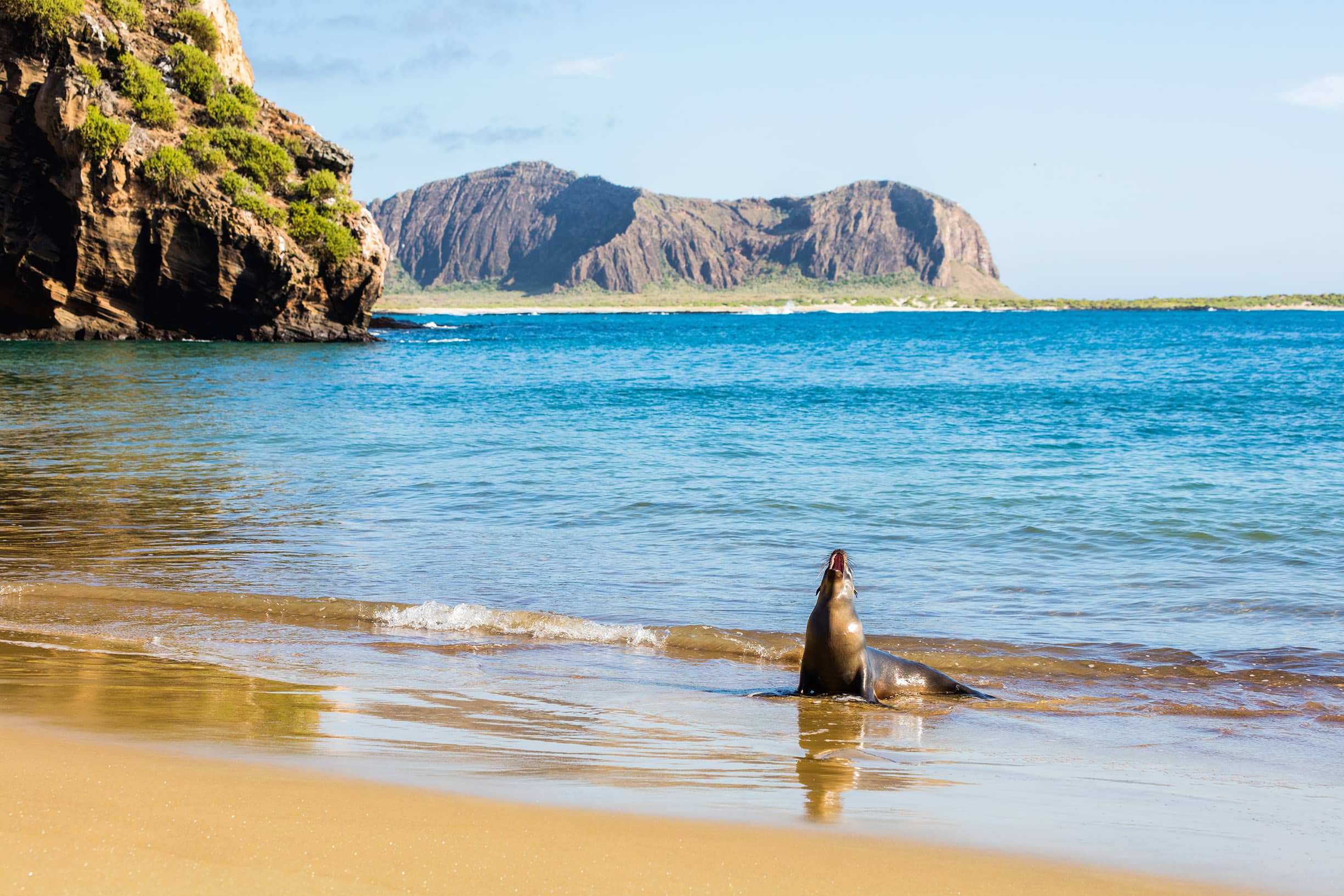 Sea Lion Beach