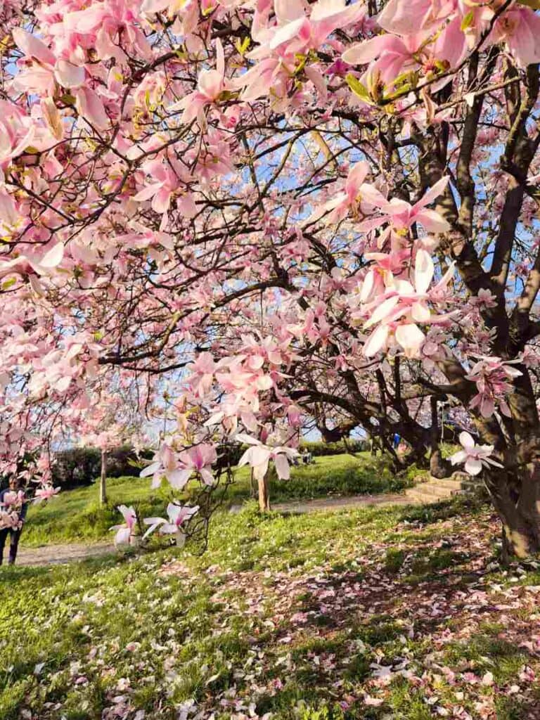 Blooming Flowers
