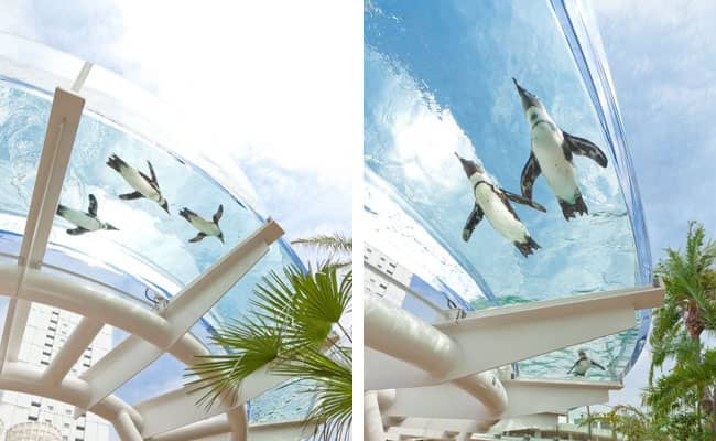 Penguin and Sea Lion Show