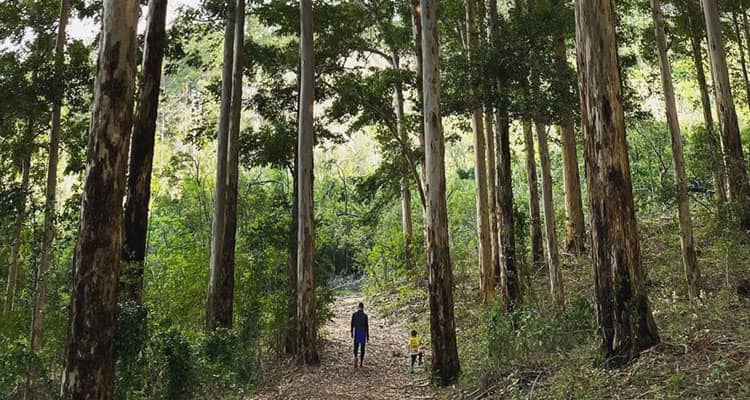 Newlands Forest Ambiance