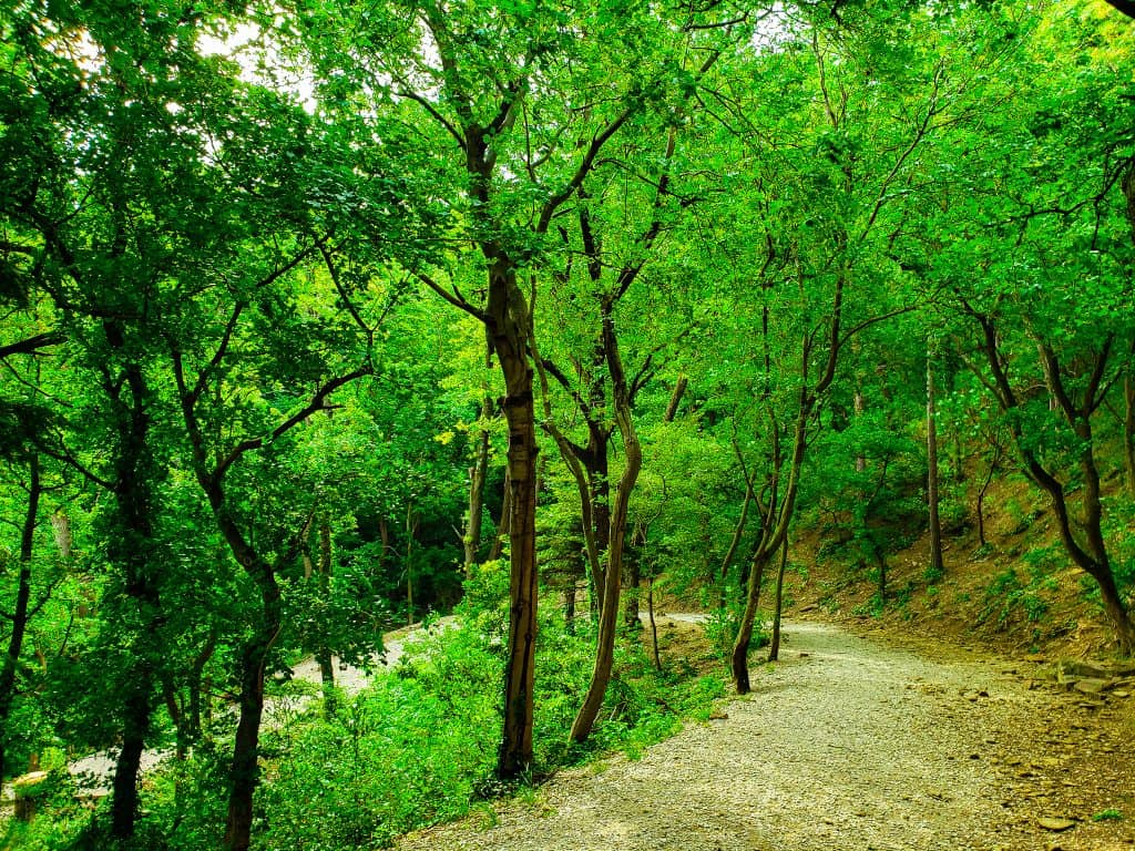 Woodland Scenery