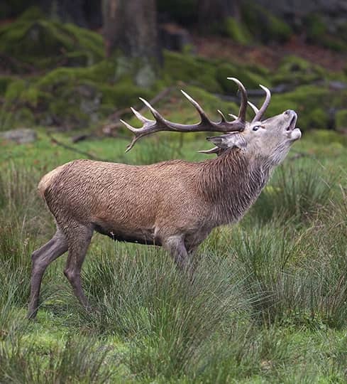 Wildlife Spotting