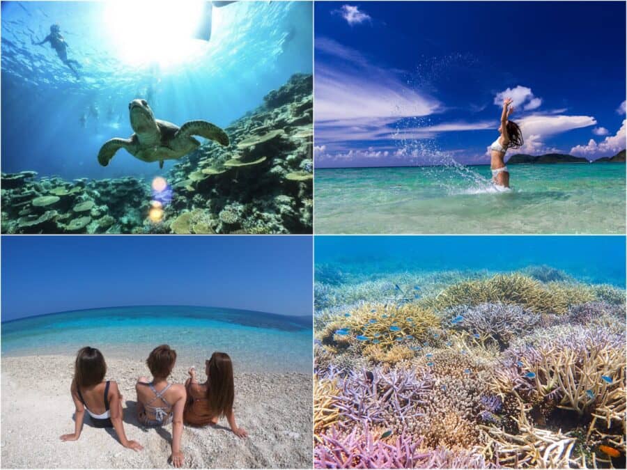 Coral Reef Snorkeling & Diving
