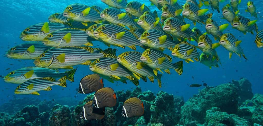 Vibrant Underwater World