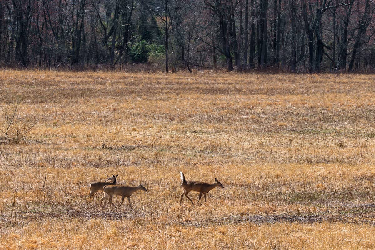 Wildlife Spotting