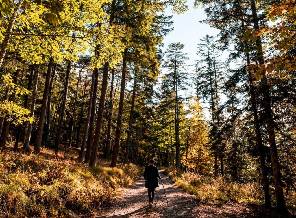 Vallombrosa Forest