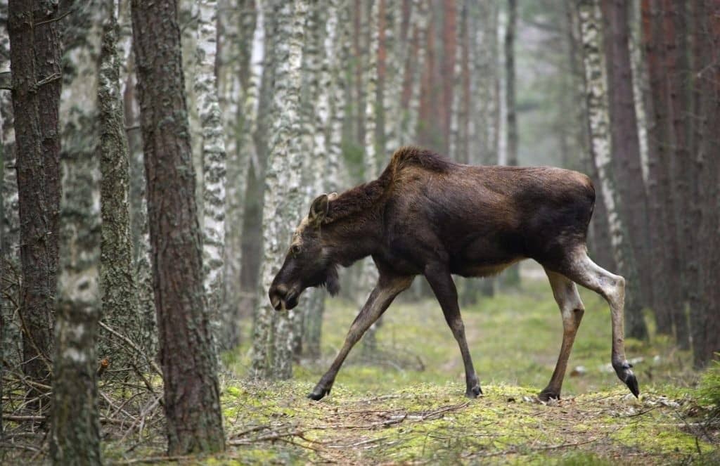 Moose and Wildlife Spotting