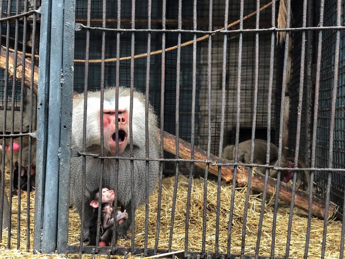 Playful Primates
