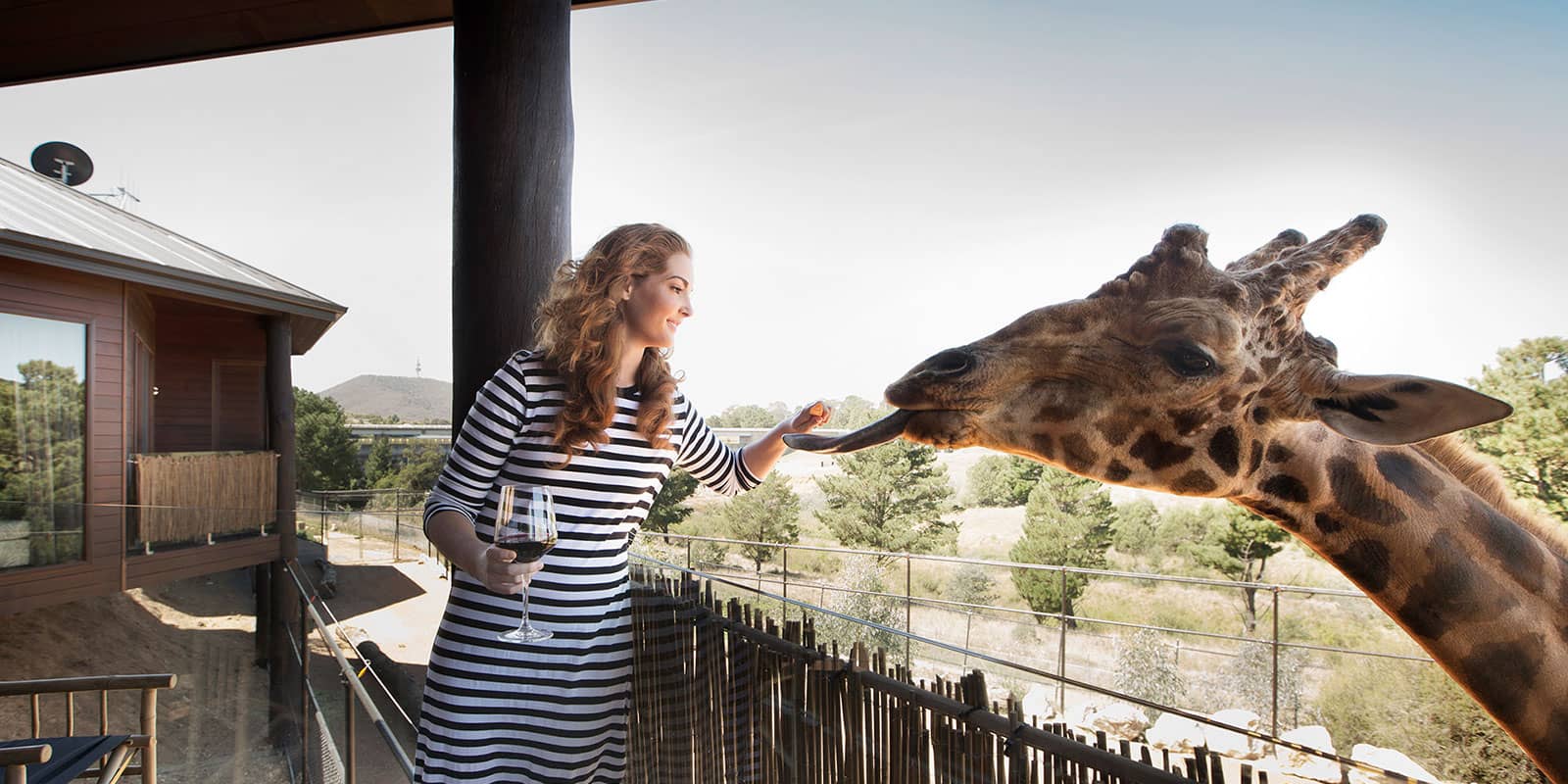 Giraffe Tree Houses
