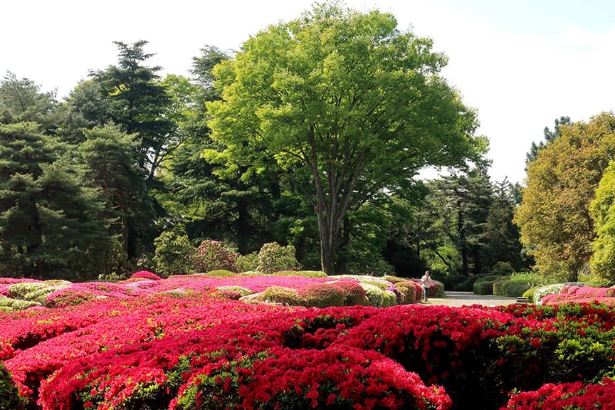 Vibrant Azalea Displays