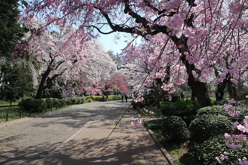 Cherry Blossom Season