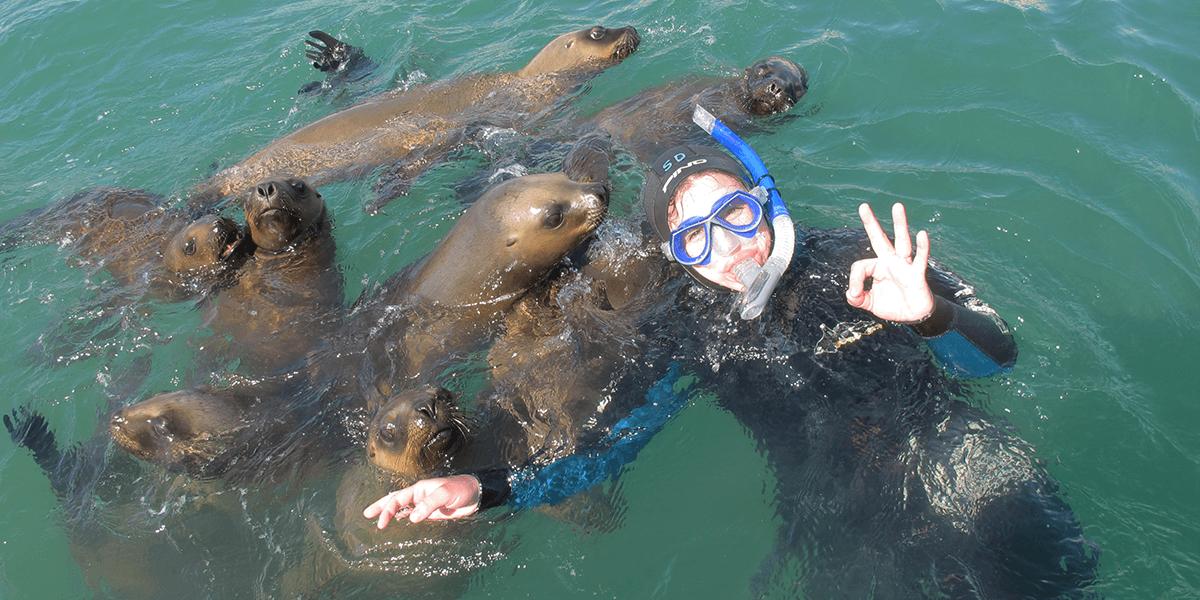 Sea Lion Encounters
