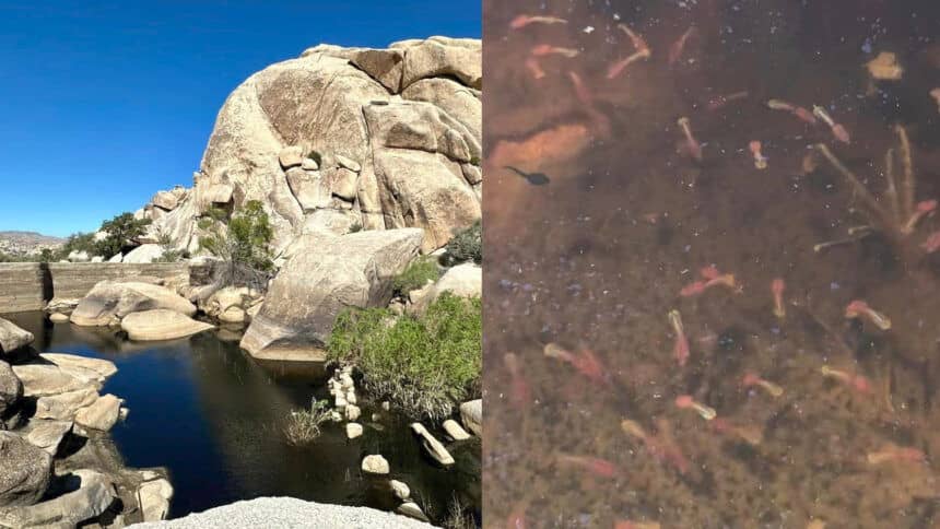 Fairy Shrimp Puddles