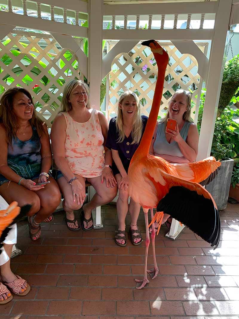 Flamingo Encounters