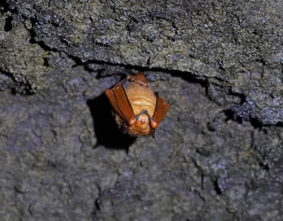 Bat and Insect Habitat