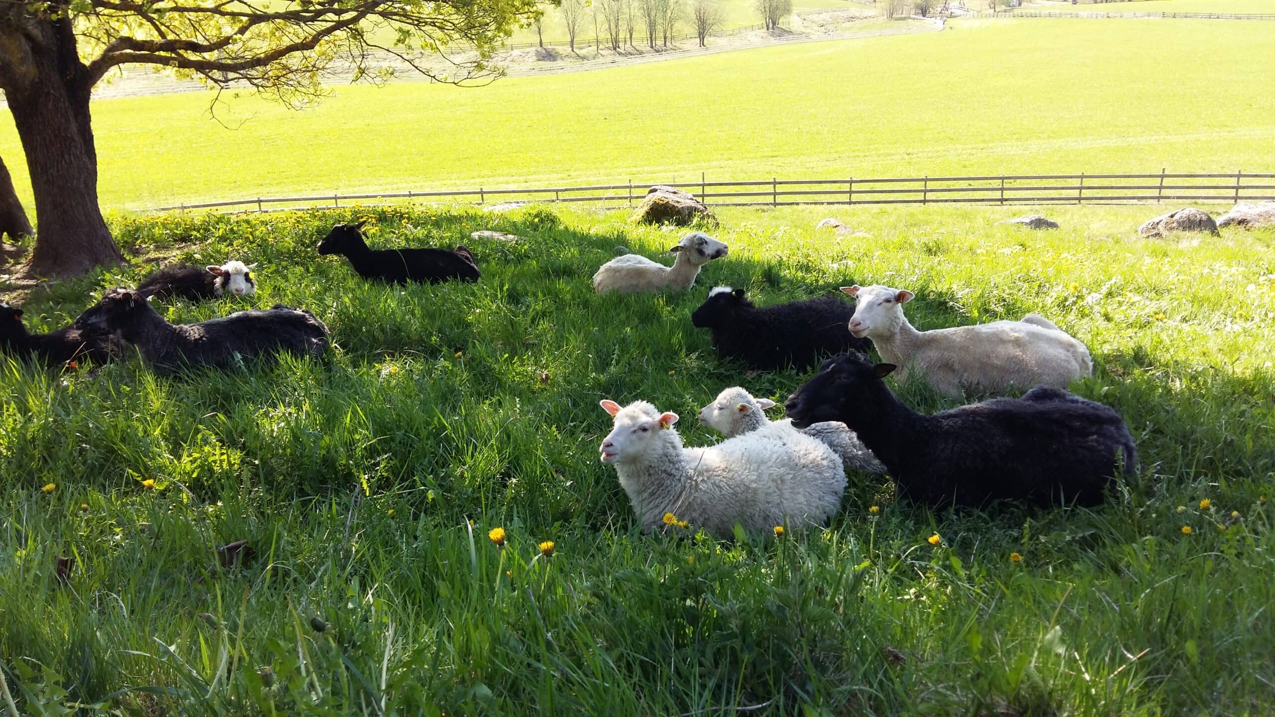 Farm Animals Outdoors