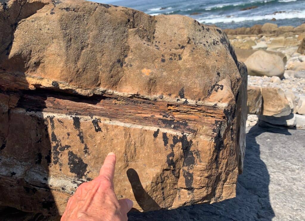 Fossil Hunting