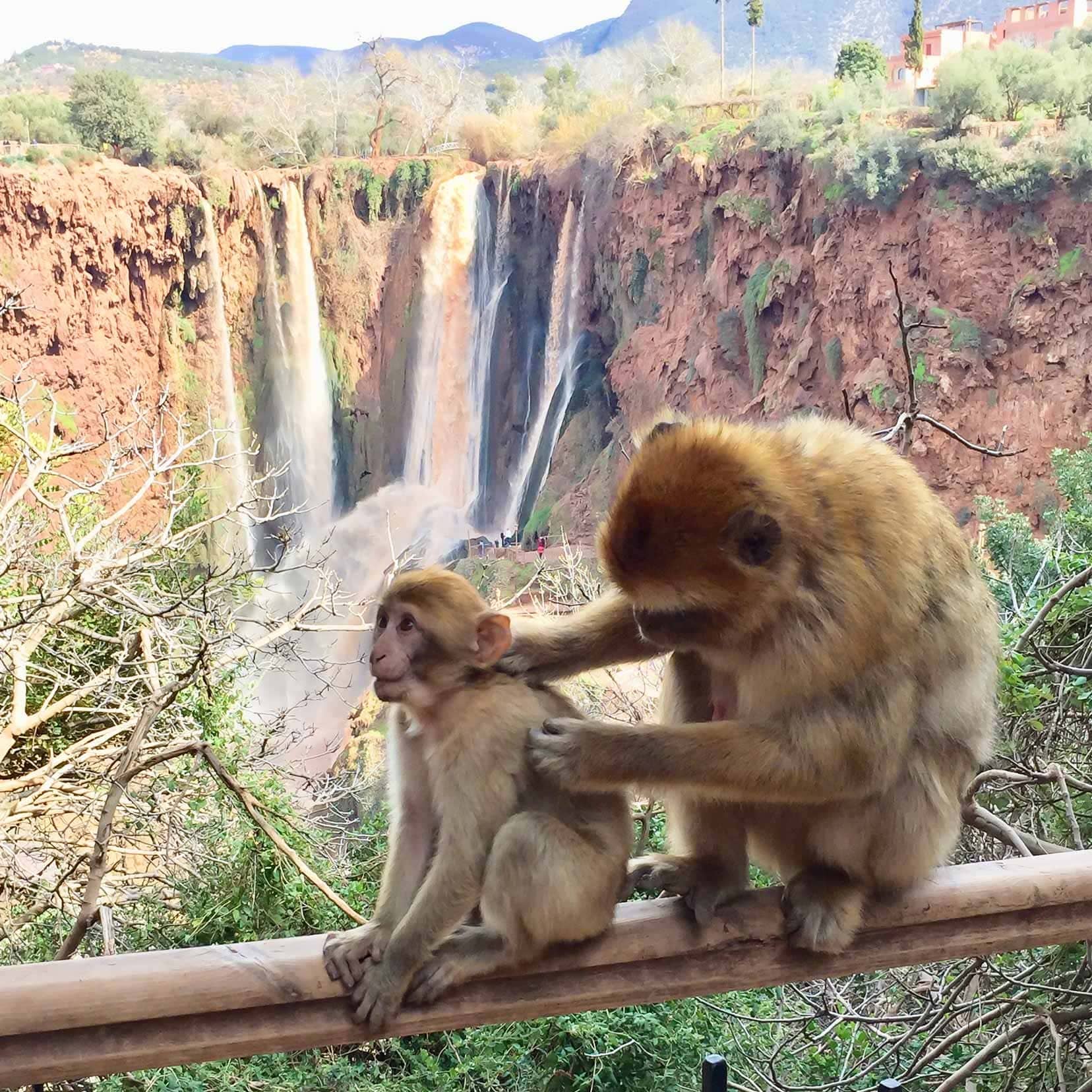 Barbary Macaques