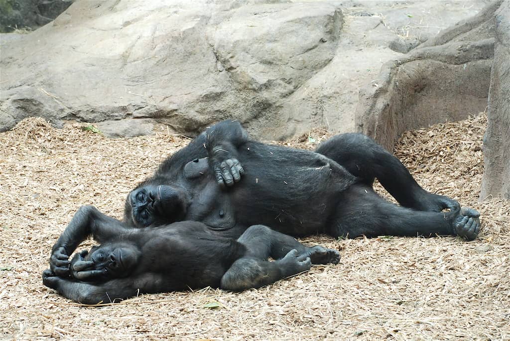 Gorilla and Primate Exhibits
