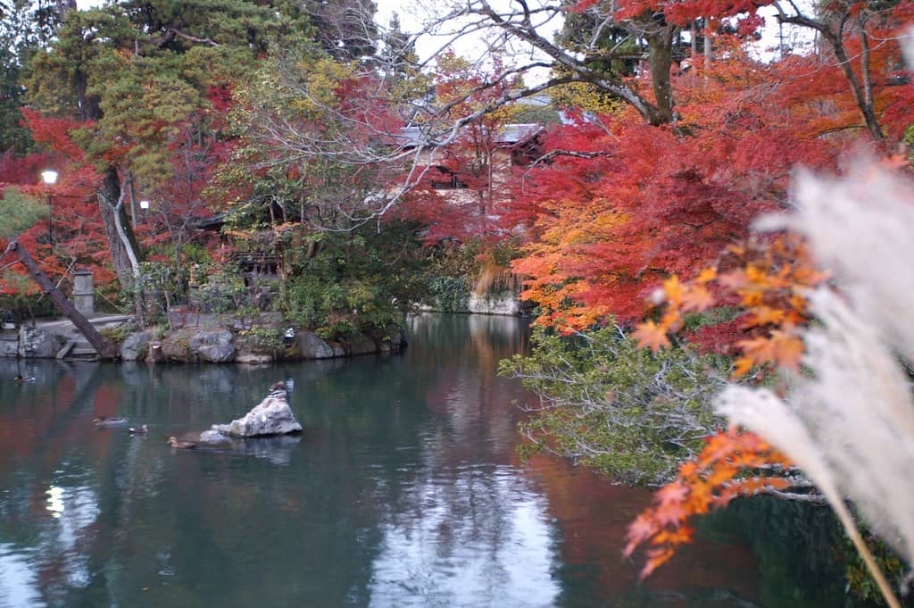Autumn Foliage