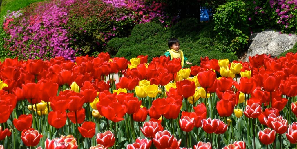 Spring Blossoms